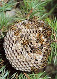 Las avispas Las avispas