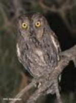 Liberados en Córdoba once ejemplares de autillo, una especie amenazada de interés especial Liberados en Córdoba once ejemplares de autillo, una especie amenazada de interés especial