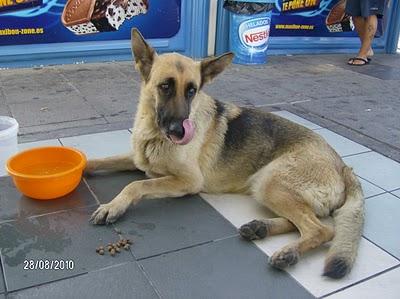 Pastor aleman en la calle. (Badajoz)