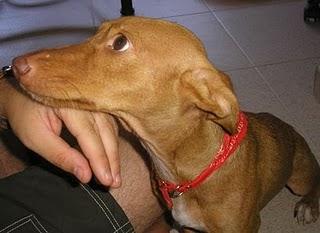 Podenca, la LLEVAN A LA PERRERA Podenca, la LLEVAN A LA PERRERA