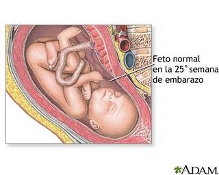 25 semanitas de embarazo...+ 1 día (=6 meses) 25 semanitas de embarazo...+ 1 día (=6 meses)