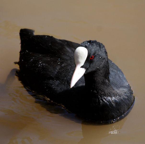 FOCHA COMÚN-FULICA ATRA-COMMON COOT FOCHA COMÚN-FULICA ATRA-COMMON COOT