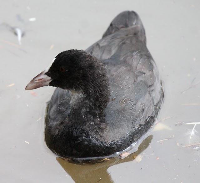 FOCHA COMÚN-FULICA ATRA-COMMON COOT FOCHA COMÚN-FULICA ATRA-COMMON COOT