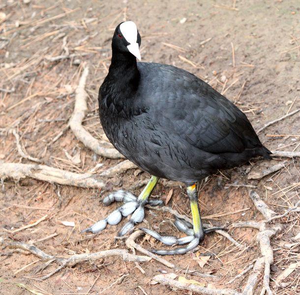 FOCHA COMÚN-FULICA ATRA-COMMON COOT FOCHA COMÚN-FULICA ATRA-COMMON COOT