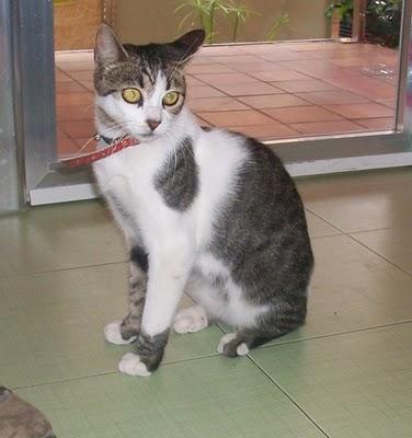 Jico, gatito que necesita un hogar (Murcia) Jico, gatito que necesita un hogar (Murcia)