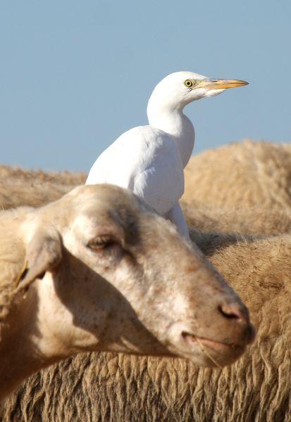 GARCILLA BUEYERA-BUBULUS IBIS-CATTLE EGRET GARCILLA BUEYERA-BUBULUS IBIS-CATTLE EGRET