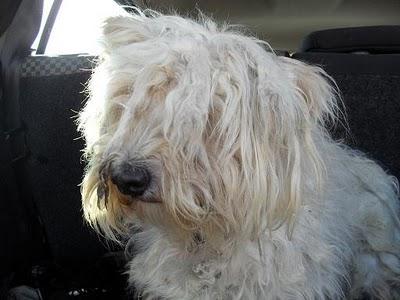 PAUL, rescatado dentro de una vivienda cerrada, abandonado por su familia. PAUL, rescatado dentro de una vivienda cerrada, abandonado por su familia.
