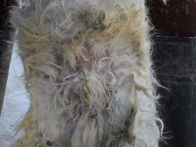 PAUL, rescatado dentro de una vivienda cerrada, abandonado por su familia. PAUL, rescatado dentro de una vivienda cerrada, abandonado por su familia.