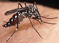 El mosquito transmisor de la fiebre amarilla ha sido detectado en Europa.