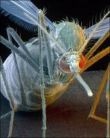 El mosquito transmisor de la fiebre amarilla ha sido detectado en Europa.