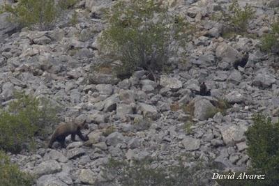 Osos en buena compañía Osos en buena compañía