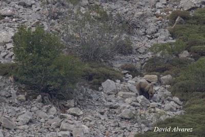 Osos en buena compañía Osos en buena compañía