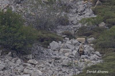 Osos en buena compañía Osos en buena compañía
