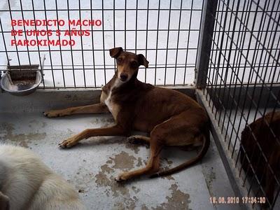Benedicto te esta esperando para que lo adoptes Benedicto te esta esperando para que lo adoptes