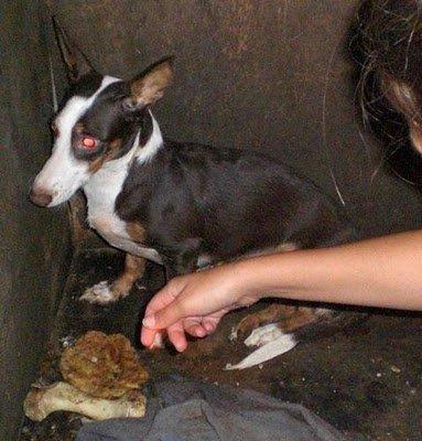 Podenca rescatada de un zulo, quedan más Conil (Cádiz) Podenca rescatada de un zulo, quedan más Conil (Cádiz)