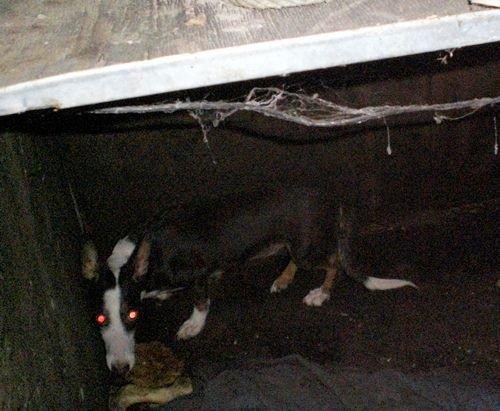 Podenca rescatada de un zulo, quedan más Conil (Cádiz) Podenca rescatada de un zulo, quedan más Conil (Cádiz)