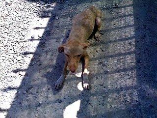 Cachorro esqueletico y herido , muy urgente!!!! Cachorro esqueletico y herido , muy urgente!!!!