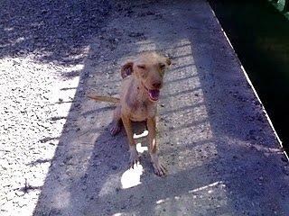 Cachorro esqueletico y herido , muy urgente!!!! Cachorro esqueletico y herido , muy urgente!!!!