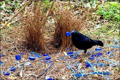 Construcciones animales y su función comunicativa Construcciones animales y su función comunicativa