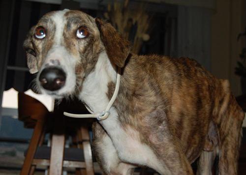 Suerte, un galgo desafortunado Suerte, un galgo desafortunado