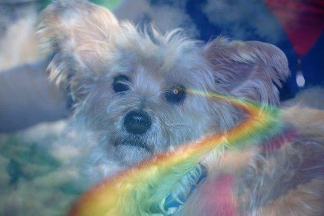 Amidea esta de luto por tí Krusty Amidea esta de luto por tí Krusty