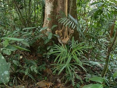 Semenggoh y Parque Nacional de Bako