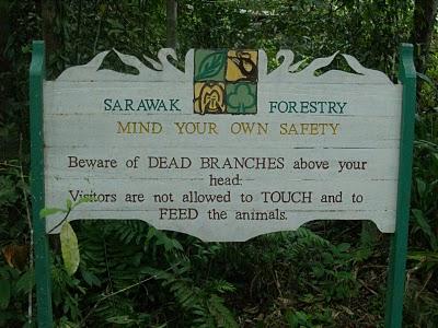 Semenggoh y Parque Nacional de Bako