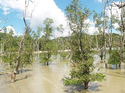 Semenggoh y Parque Nacional de Bako