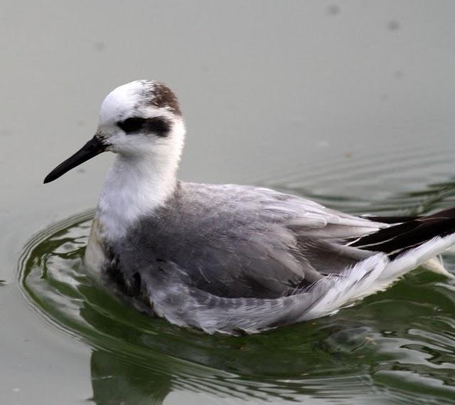 FALAROPO PICOGRUESO/PHALAROPUS FULICARIA/GREY PHARALOPES