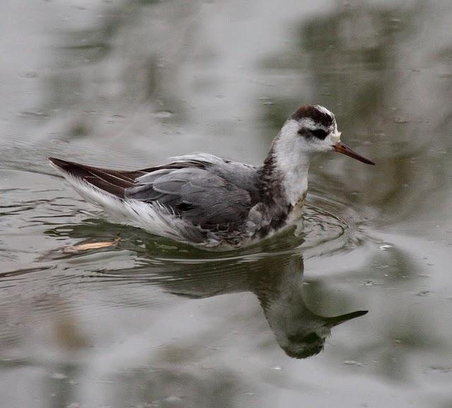 FALAROPO PICOGRUESO/PHALAROPUS FULICARIA/GREY PHARALOPES