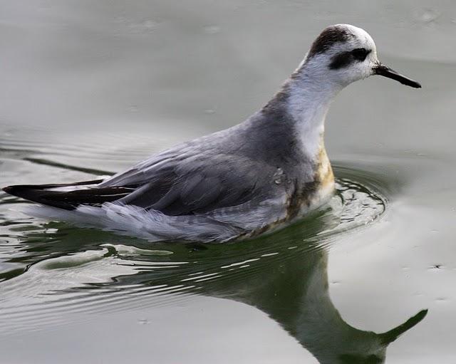 FALAROPO PICOGRUESO/PHALAROPUS FULICARIA/GREY PHARALOPES