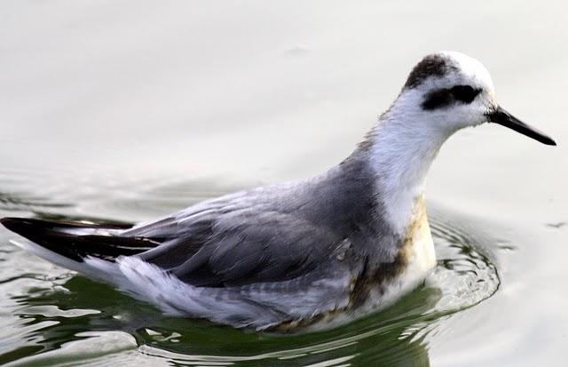 FALAROPO PICOGRUESO/PHALAROPUS FULICARIA/GREY PHARALOPES