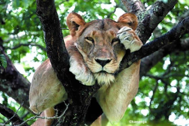 sencillas palabras.., sencillas palabras..,