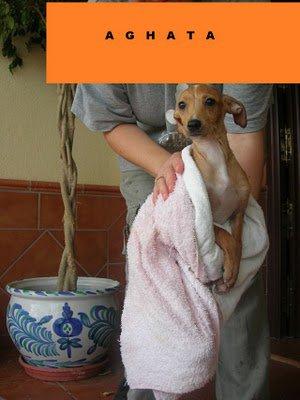 Los cachorros de Kelly siguen sin familia :( Los cachorros de Kelly siguen sin familia :(