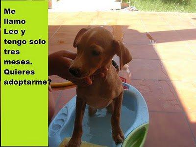 Los cachorros de Kelly siguen sin familia :( Los cachorros de Kelly siguen sin familia :(