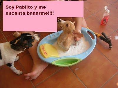 Los cachorros de Kelly siguen sin familia :( Los cachorros de Kelly siguen sin familia :(