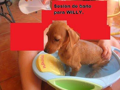 Los cachorros de Kelly siguen sin familia :( Los cachorros de Kelly siguen sin familia :(