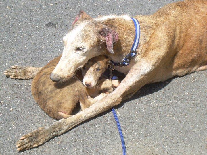 Novedades de Gaia ( La Galga de Huelva )