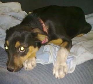 CORDOBA-- PRECIOSA CACHORRITA ENCONTRADA EN LA CALLE NECESITA ACOGIDA O ADOPCIÓN. URGENTE.