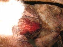 GPAR: CHOCO, sobrevivió por muy poco al ataque de sus compañeros, no puede volver al refugio!! GPAR: CHOCO, sobrevivió por muy poco al ataque de sus compañeros, no puede volver al refugio!!