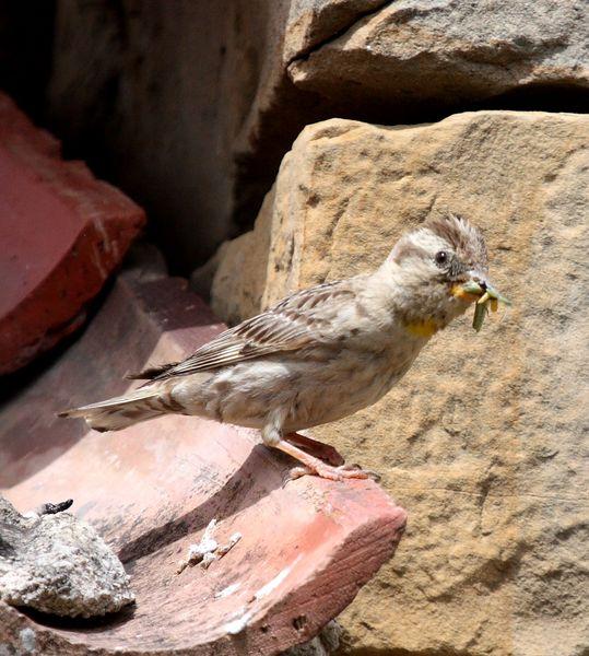 GORRIÓN CHILLÓN-PETRONIA PETRONIA-ROCK SPARROW