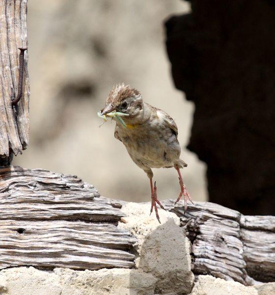 GORRIÓN CHILLÓN-PETRONIA PETRONIA-ROCK SPARROW