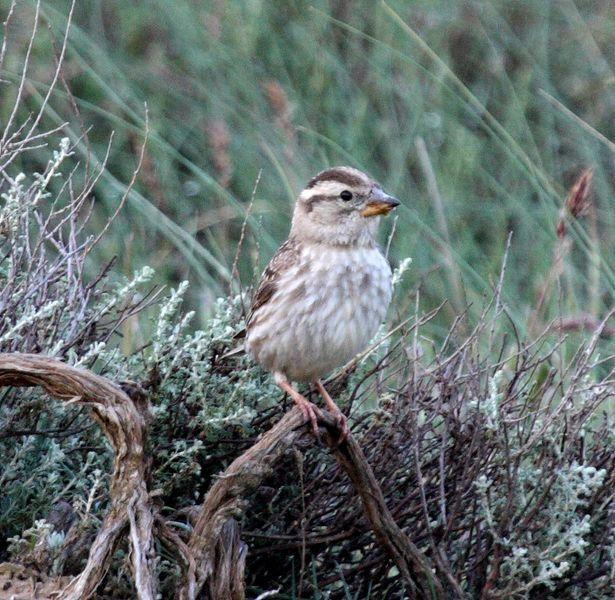 GORRIÓN CHILLÓN-PETRONIA PETRONIA-ROCK SPARROW