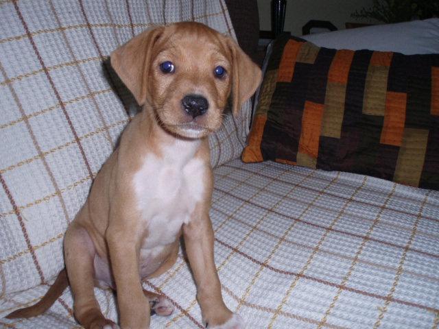 Sunny, un preparador físico en busca de hogar (Braco, Cáceres) Sunny, un preparador físico en busca de hogar (Braco, Cáceres)