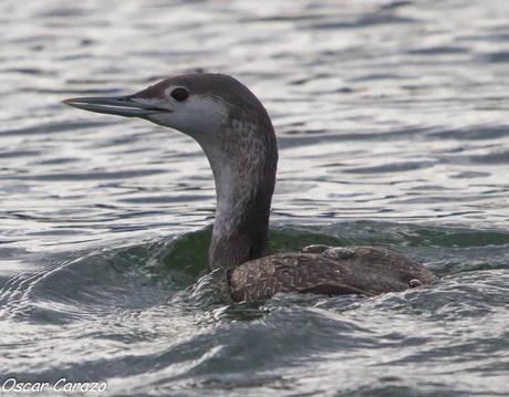 SANTOÑA EN PLENITUD SANTOÑA EN PLENITUD