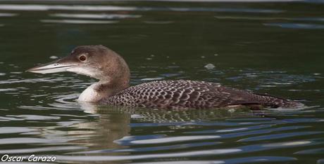 SANTOÑA EN PLENITUD SANTOÑA EN PLENITUD