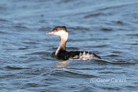 SANTOÑA EN PLENITUD SANTOÑA EN PLENITUD