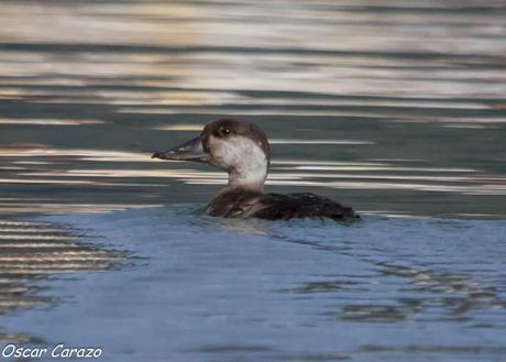 SANTOÑA EN PLENITUD SANTOÑA EN PLENITUD