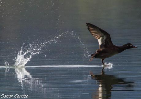 SANTOÑA EN PLENITUD SANTOÑA EN PLENITUD