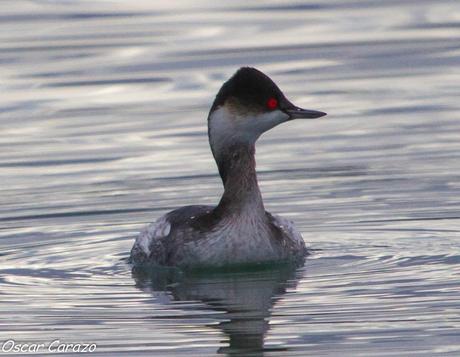 SANTOÑA EN PLENITUD SANTOÑA EN PLENITUD